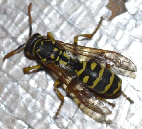 Polistes dominula